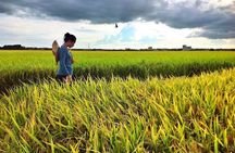Paddy Field, Fishing And Fireflies Tour