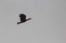 Borneo Wildlife Tour 3 Days 2 Nights At Tanjung Bulat Jungle Camp Kinabatangan
