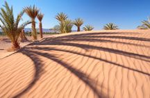 Premium Red Dunes Safari and Camel Safari with BBQ Dinner