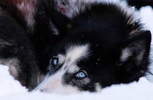 Dog Sledding: A Self-Drive Arctic Experience from Tromsø