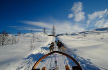 Dog Sledding: A Self-Drive Arctic Experience from Tromsø
