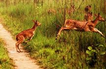 Chitwan National Park Jungle Safari Tour Package from Kathmandu