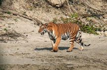Chitwan National Park Jungle Safari Tour Package from Kathmandu