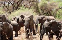 3Days luxury safari to Tarangire Ngorongoro crater and Manyara