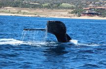 Whale Watching in Cabo San Lucas on board our Luxury Trimaran! 