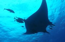 Whale shark encounter Private tour - swim with whale shark cancun