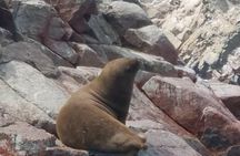 Full day to Paracas & Huacachina from Lima with Ballestas island & Sand boarding