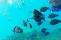 Discover Sosua's Underwater World & Beach Day