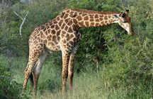 3 Day All Incl. Private Kruger Park Safari Incl. Transfer From Johannesburg