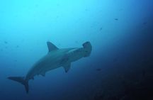7 Days Diving and Hiking on the Galapagos Islands Tour