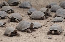 5-Day All-Inclusive Galapagos: Isabela and Santa Cruz Island