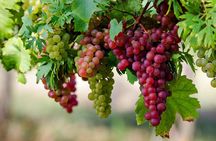 Wine Tasting Experience in Etyek Wine Region with a private air conditioned car