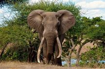 3 Day All Incl. Private Kruger Park Safari Incl. Transfer From Nelspruit Airport