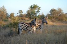 3 Day All Incl. Private Kruger Park Safari Incl. Transfer From Nelspruit Airport