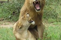 6- Day Adventure Lodge safari to see Migration