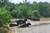 4 Day All Incl. Private Kruger Park Safari Incl. Transfer From Johannesburg