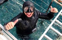 Shark Cage Diving and Viewing with transport from Cape Town
