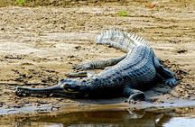2 Nights Chitwan Luxury Tour from Kathmandu or Pokhara