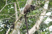Borneo Wildlife Tour 2 Days 1 Night At Tanjung Bulat Jungle Camp Kinabatangan