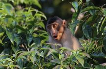 Borneo Wildlife Tour 2 Days 1 Night At Tanjung Bulat Jungle Camp Kinabatangan