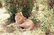 Maasai mara & Lake Nakuru National park tour
