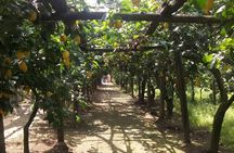 Sorrento Farm by Tuk Tuk: Cheese, Limoncello & Hands-On Pizza