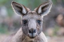 Small-Group Grampians Great Wildlife Escape Day Trip with Hiking