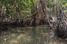 Mangrove Adventure