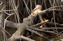 Mangrove Adventure