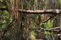 Mangrove Adventure