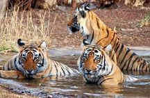 5-Day Private Delhi, Agra and Jaipur with Ranthambhore Tiger Tour From Delhi 