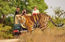 5-Day Private Delhi, Agra and Jaipur with Ranthambhore Tiger Tour From Delhi 