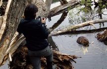 Beavers Watching