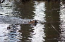 Beavers Watching