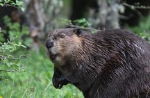 Beavers Watching