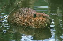 Beavers Watching