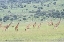 2 Days Akagera Wildlife Safari