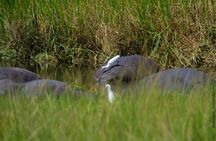 2 Days Akagera Wildlife Safari