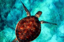 Caretta-Caretta Turtle Trip 