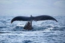 West Oahu Whale Watching Excursion