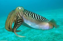 Private Snorkeling Tour from Playa Grande Beach