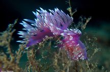 Private Snorkeling Tour from Playa Grande Beach