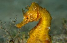 Private Snorkeling Tour from Playa Grande Beach