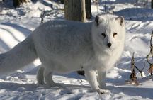 Full Day Lapland Tour, including Lunch and Dinner