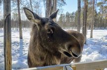 Guided Ranua Wildlife Park tour with Lunch, Small group adventure