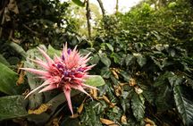 Traditional Coffee Farm Experience at Hacienda Coloma from Bogotá