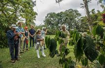 Traditional Coffee Farm Experience at Hacienda Coloma from Bogotá