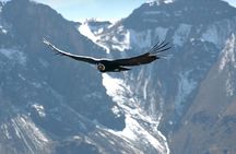 Apurimac Canyon with Condor Viewing from Cusco