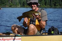 3 Hour Algonquin Park Bass & Trout Fishing (private- price is for 1 or 2 people)