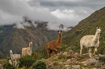 The formidable Lares trek 4 days to Machu Picchu